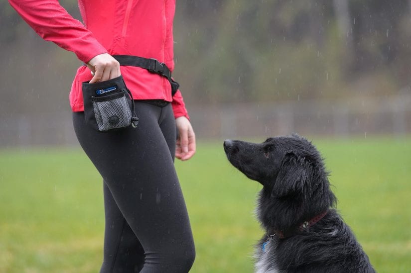 Merch shot of treat bag clipped on woman hip getting treat out to feed curious dog outdoors