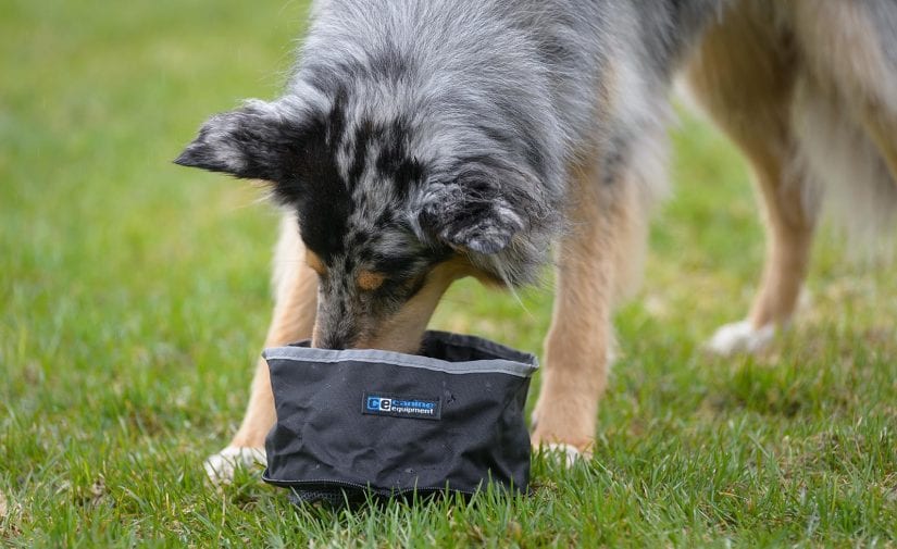 Merch shot of packable water bowl with dog drinking out of bowl