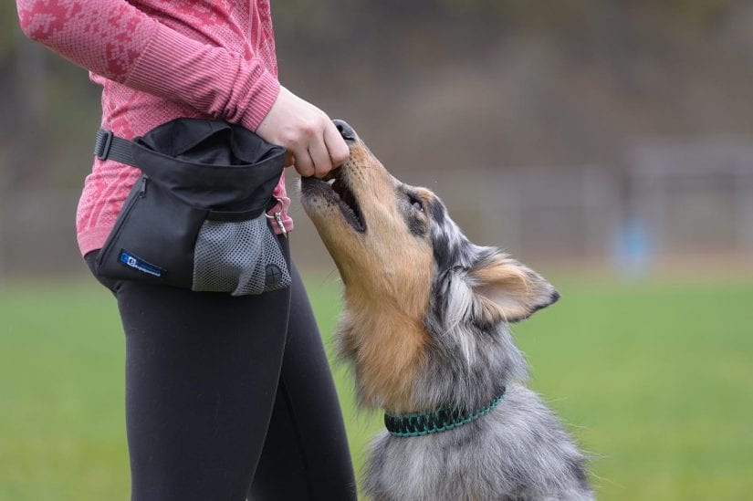 Merch shot of pro trainer wearing treat belt feeding a treat to a dog