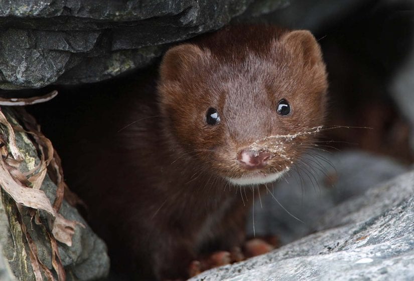 Close up eye contact shot of cute curious wild mink looking out from rocks