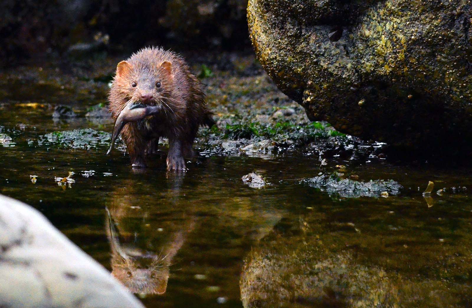 Wild mink hunting with caught fish in mouth