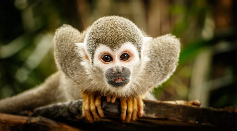 5 reasons to care about the exotic pet trade - BC SPCA