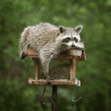Raccoon on top of seed bird feeder