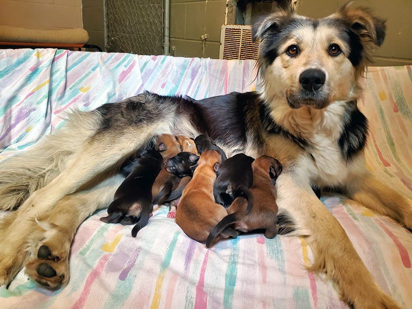 Casey and puppies