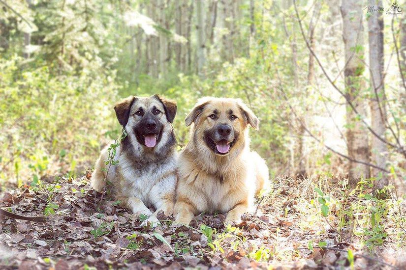 Audi and Arlo