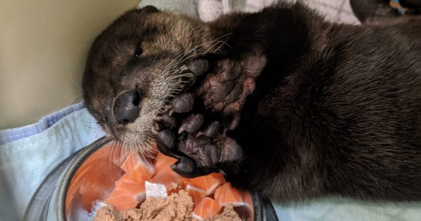 baby otter eating