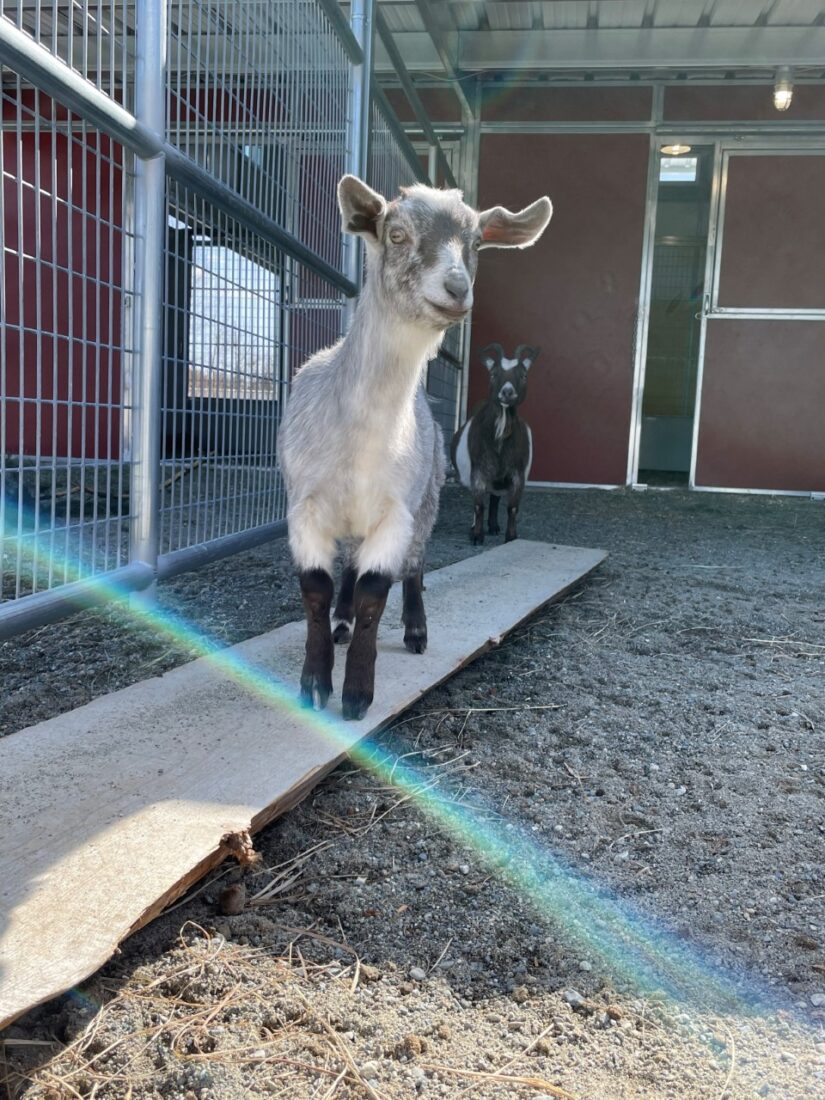 BC SPCA opens new farm animal recovery and adoption barn in Nanaimo - BC  SPCA