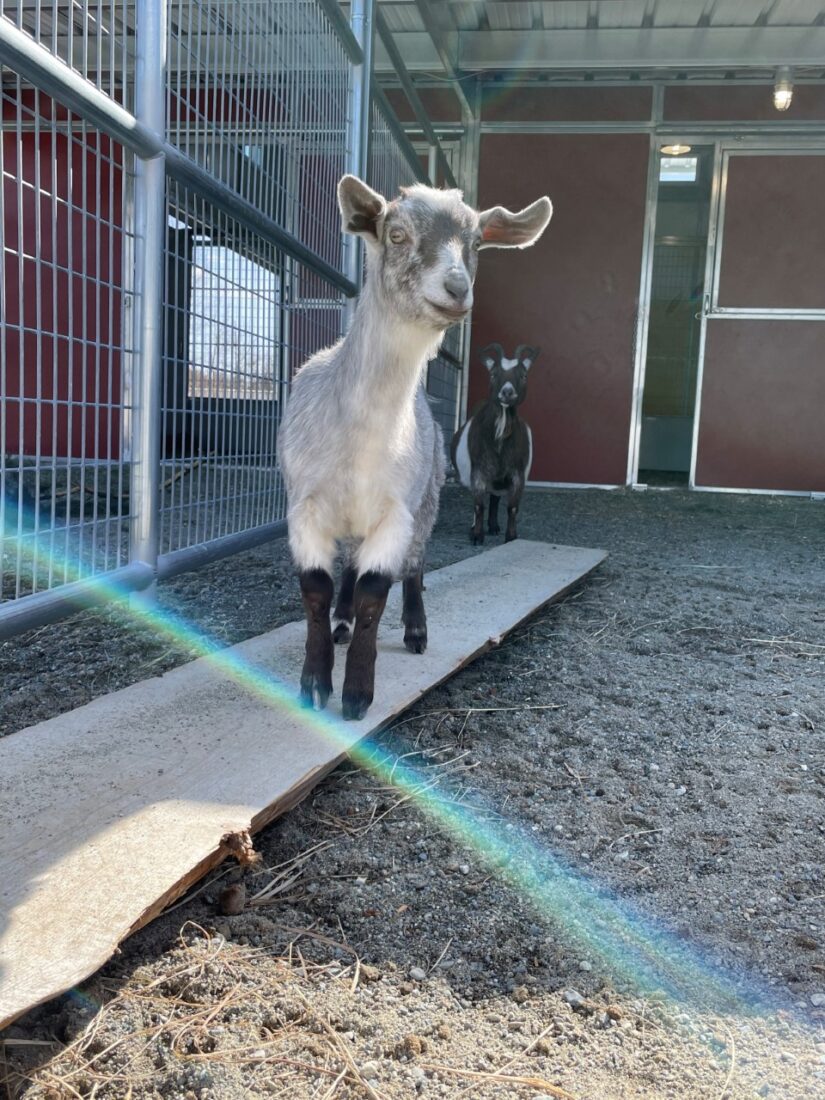 BC SPCA opens new farm animal recovery and adoption barn in Nanaimo - BC SPCA BC SPCA opens new farm animal recovery and adoption barn in Nanaimo - BC SPCA