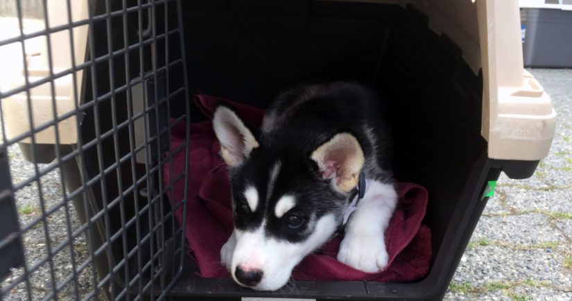 Bear the husky puppy