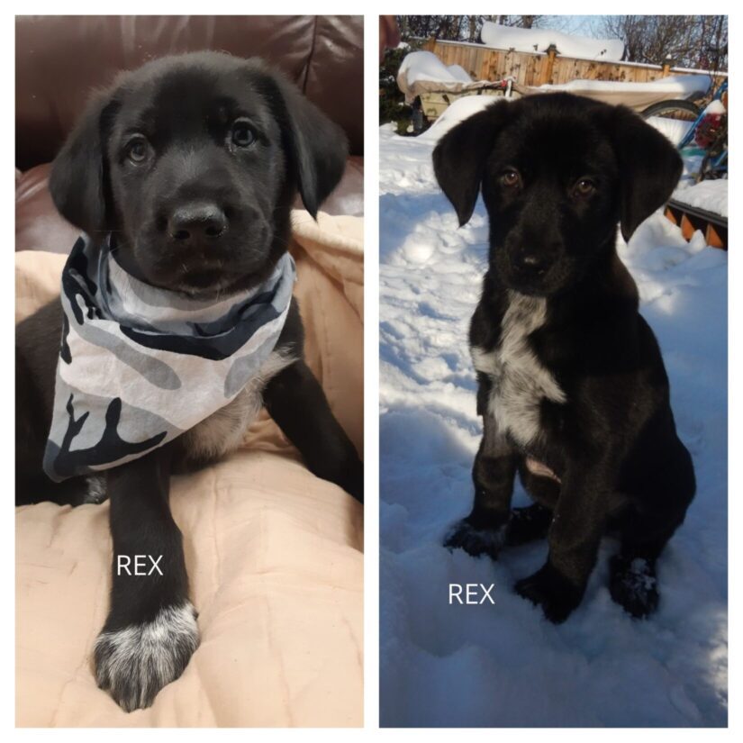 rex before after