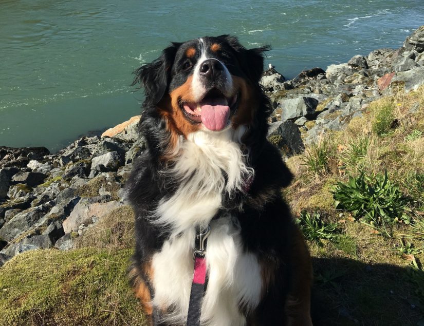 bernese mountain dog outdoors