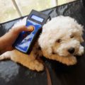Bichon Frise being scanned for a microchip