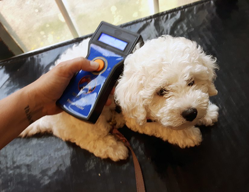 Bichon Frise being scanned for a microchip