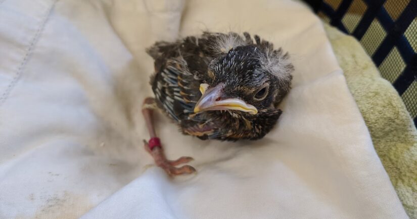 injured robin at Wild ARC