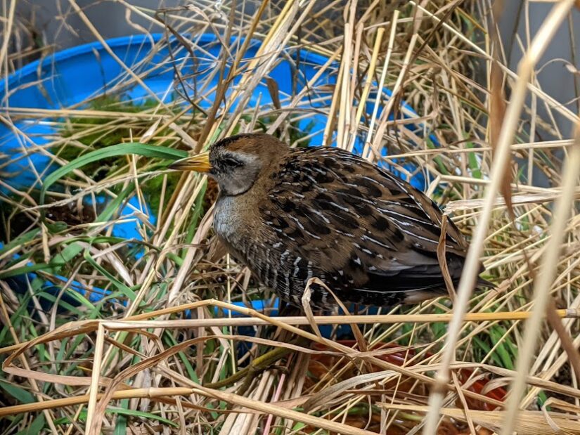 sora bird wild arc