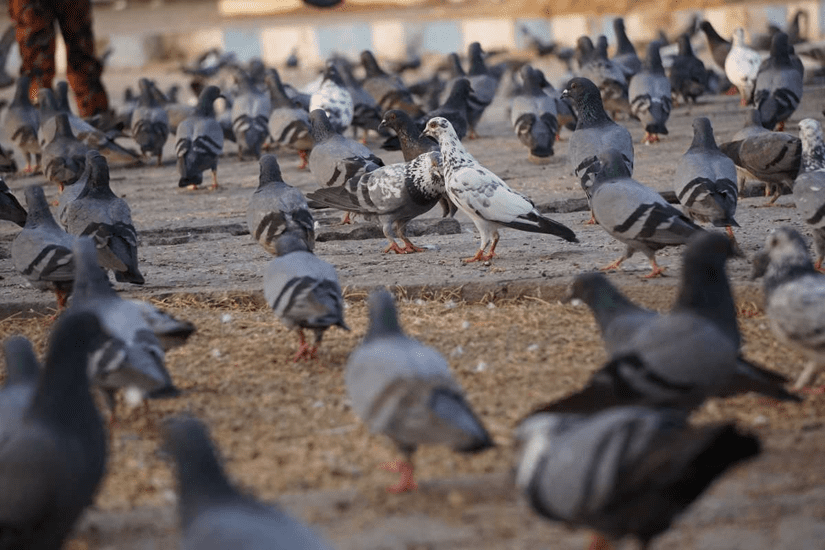 flock of pigeons, TransLink