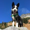 border collie outdoors