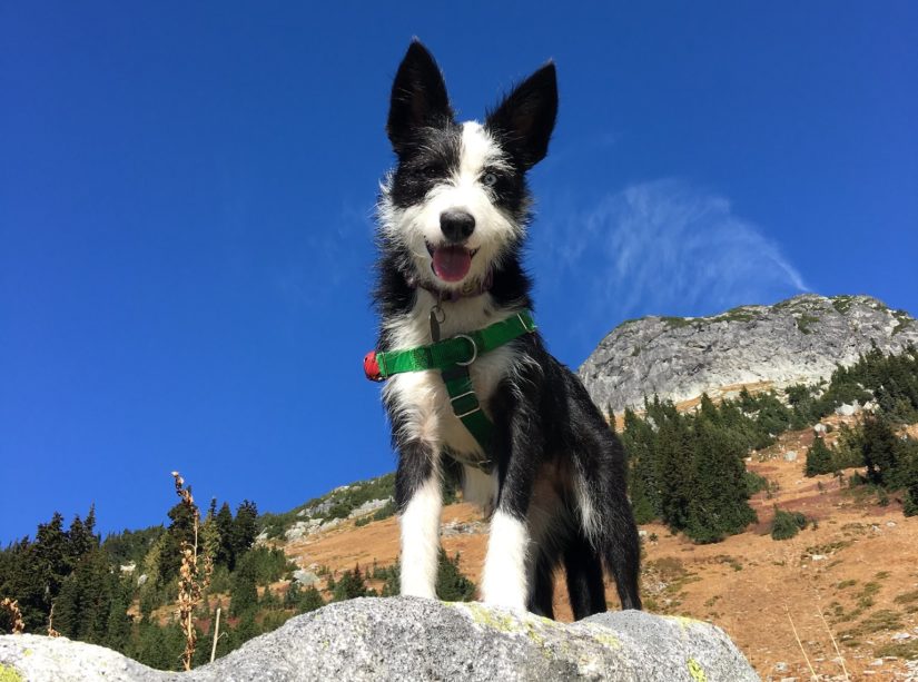 border collie outdoors