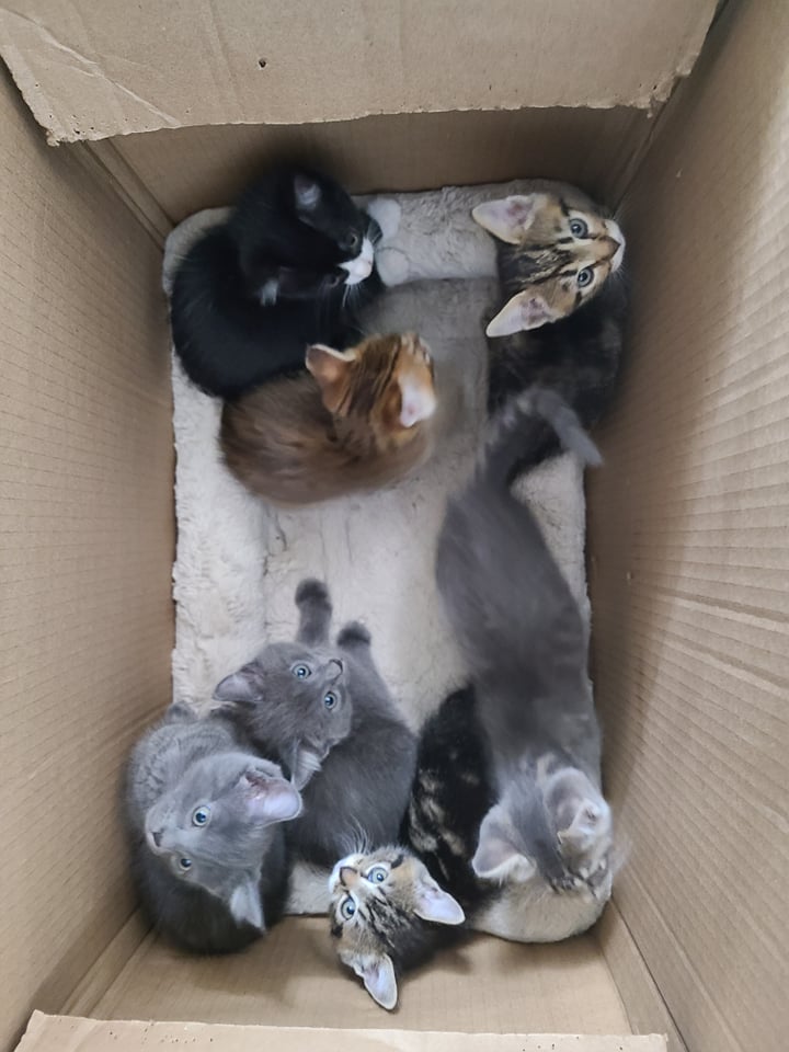 Gables Dogs and Cats Home rescue abandoned kittens in Heatwave