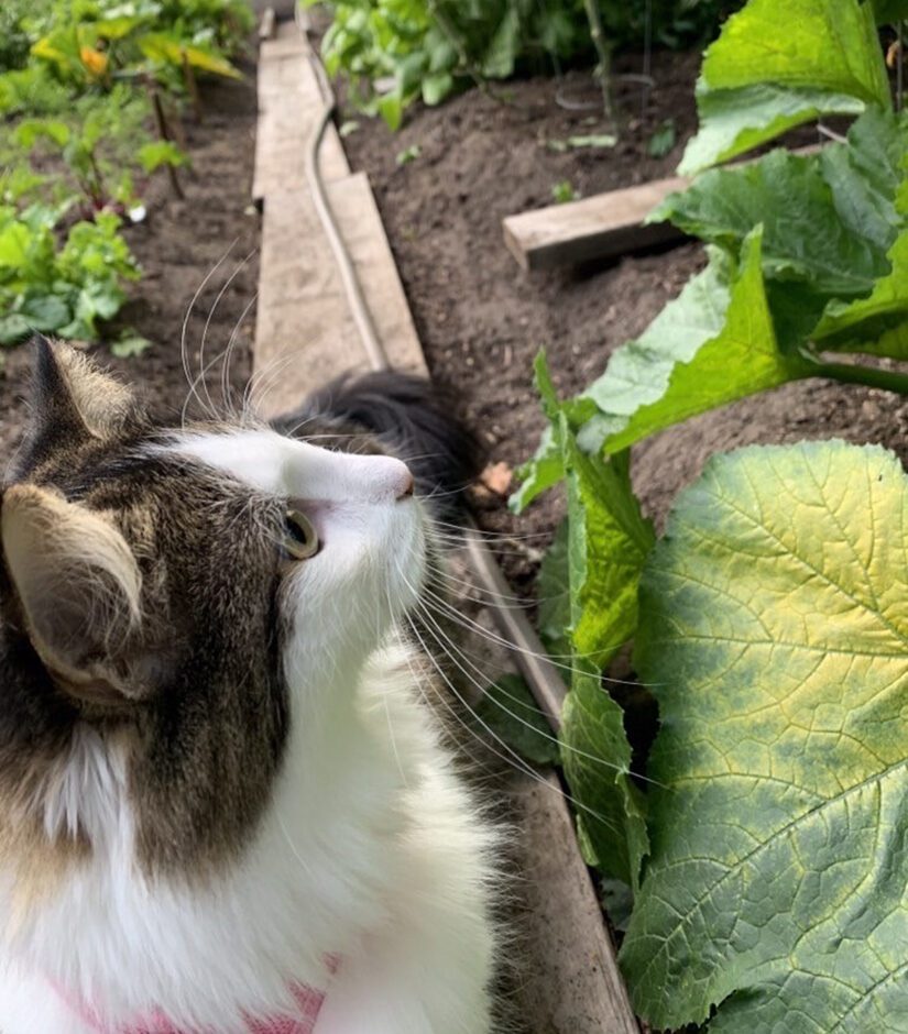 cat in garden looking