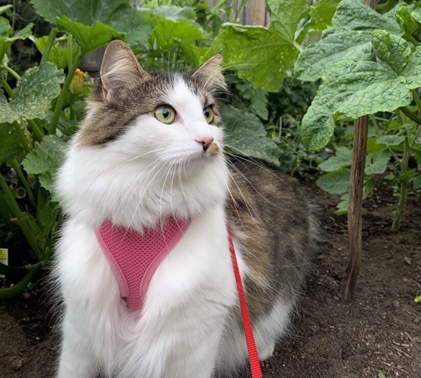 cat in garden with harness