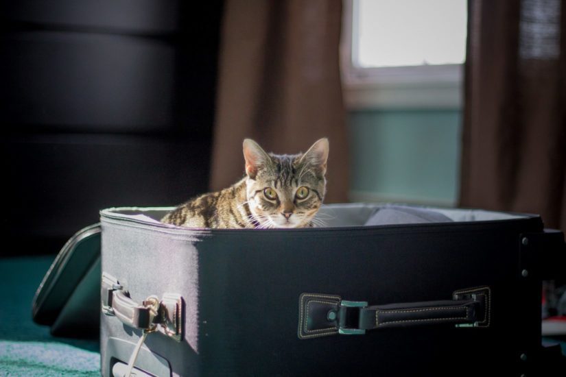 Cat in suitcase