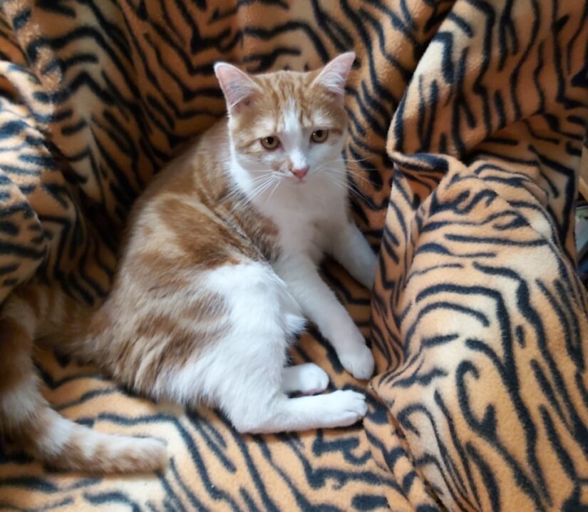 Merlin sitting