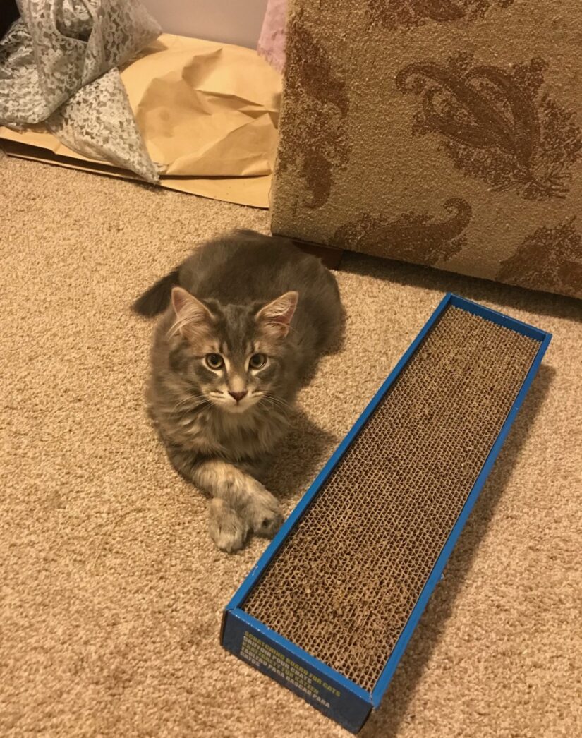 morty the cat