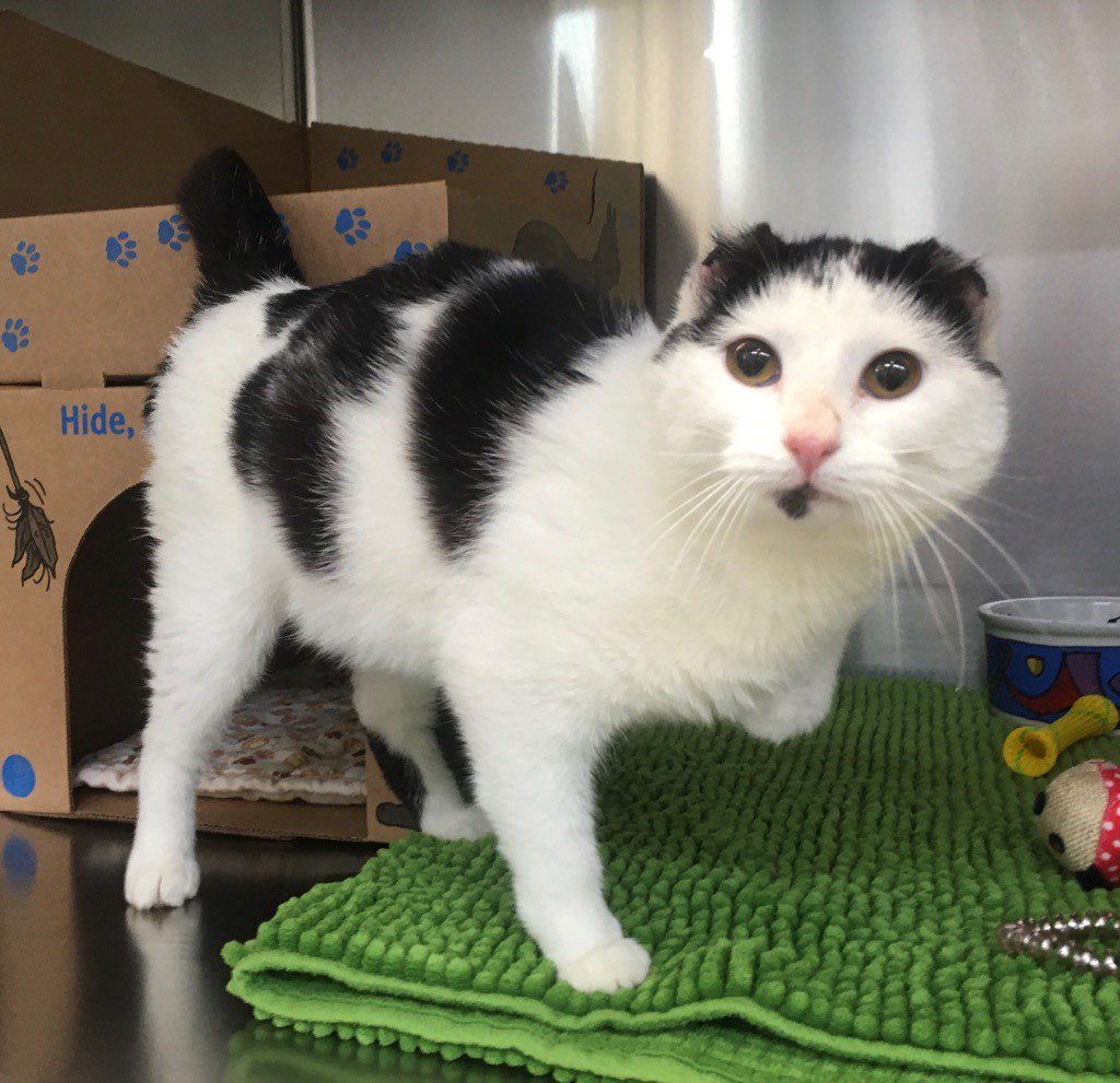 abandoned cat north peace shelter