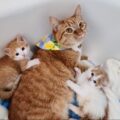 lemon cat with kittens