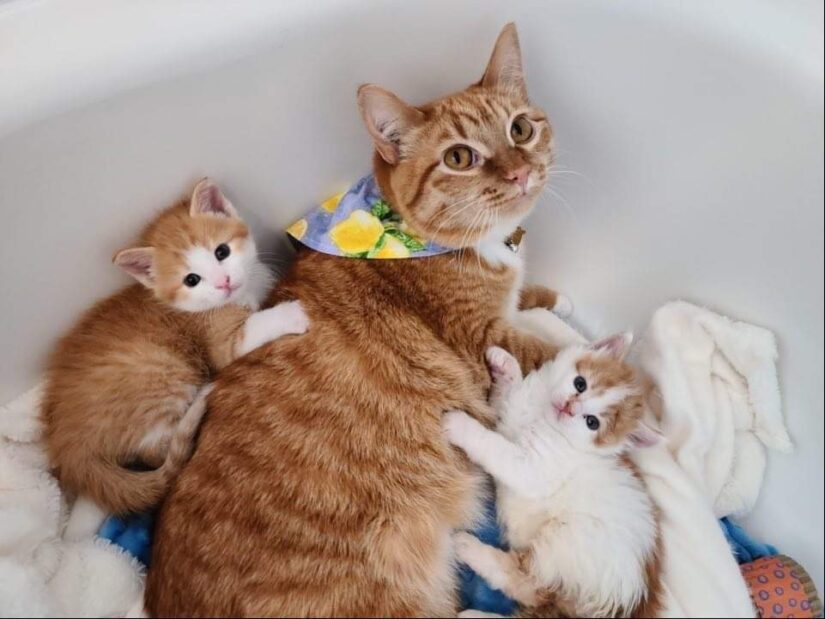 lemon cat with kittens
