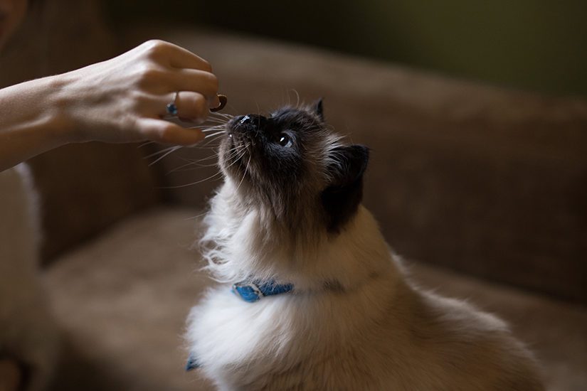 Cat having a treat