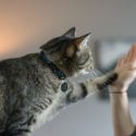 Cat high fiving woman