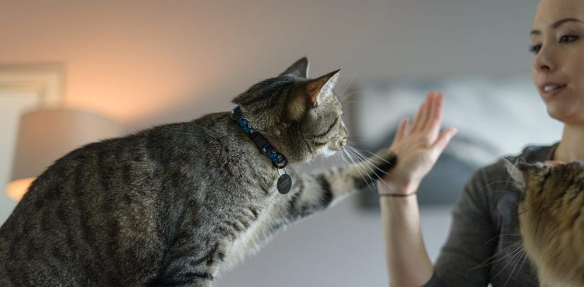 Cat high fiving woman
