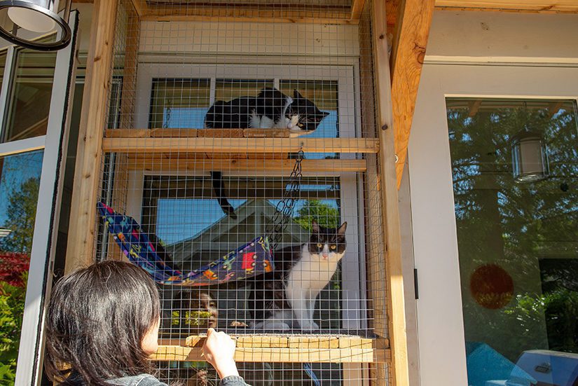 catio cats