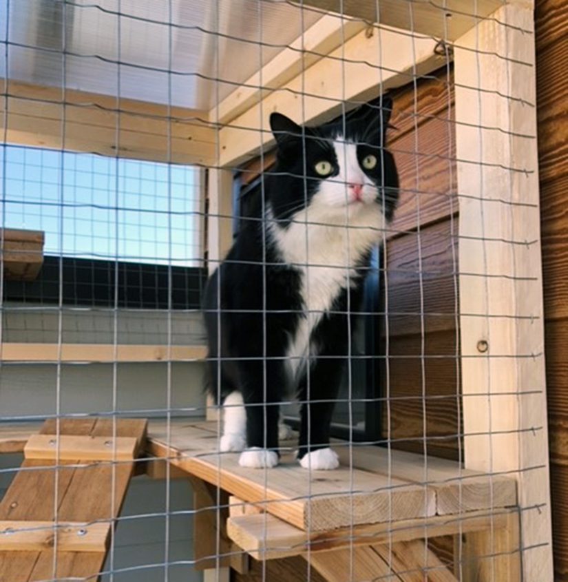 Kitten standing up outlet in cage