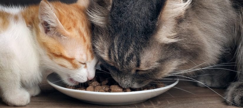 Cats eat cat food