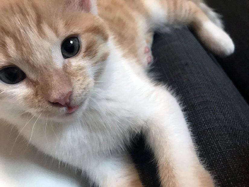 Cheeseball