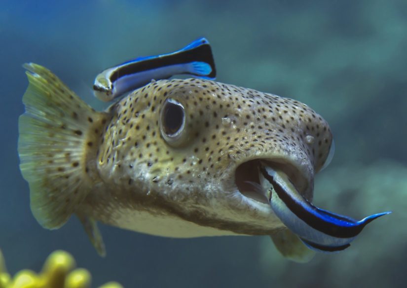 5 amazing facts that'll change the way you think about fish