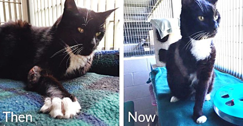 Boots the cat, before and after his operation