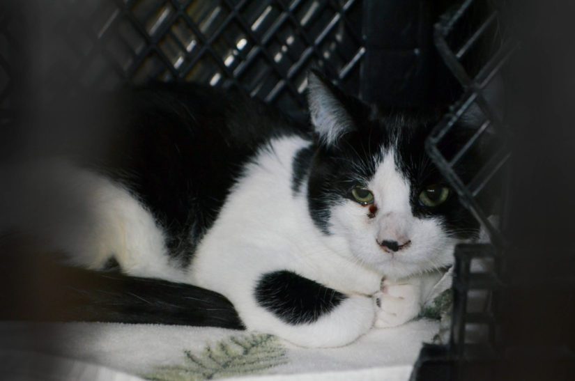 Sick black and white cat, hiding in cage