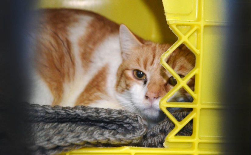 Scared, sick orange and white cat, hiding in kennel