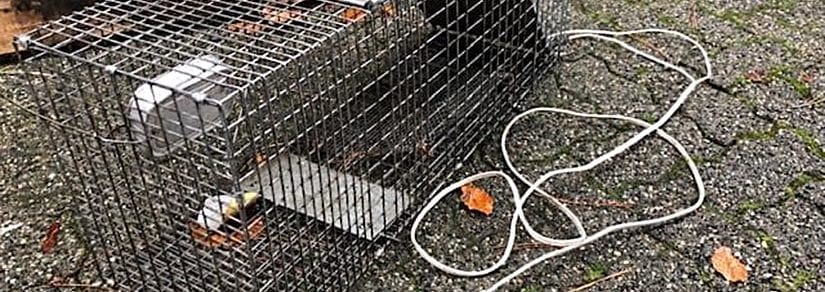 A dangerous home-made raccoon trap