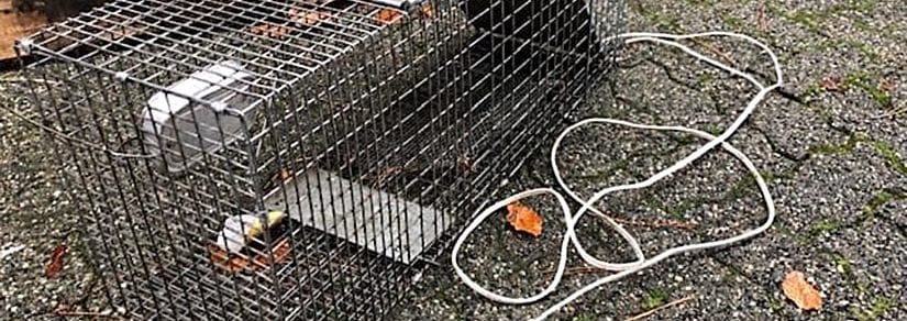 DIY rodent control and trapping