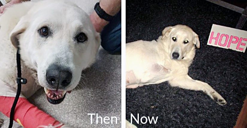 Hope the dog, before and after