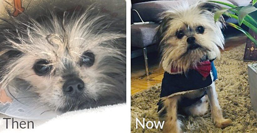 Noel the dog, before and after treatment