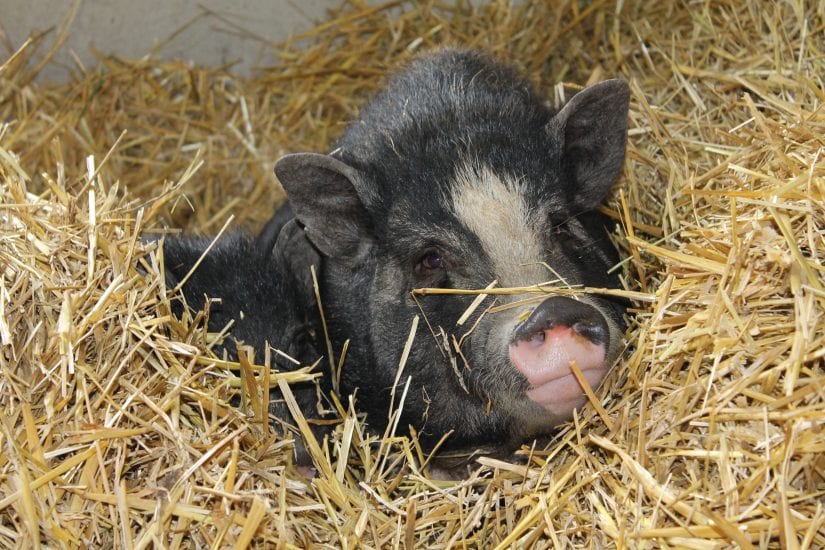 micro pig adult