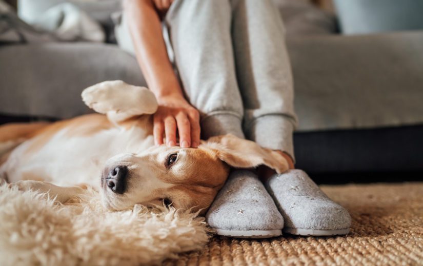 beagle being petted by owner