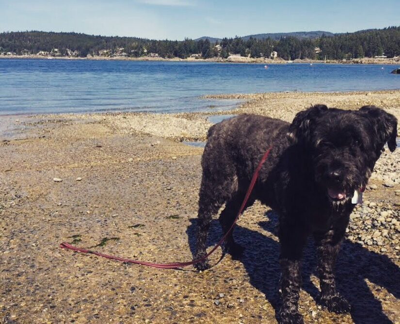 dog bear at the beach