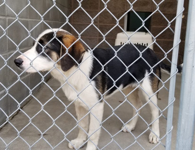 Dog in cage in North Vernon